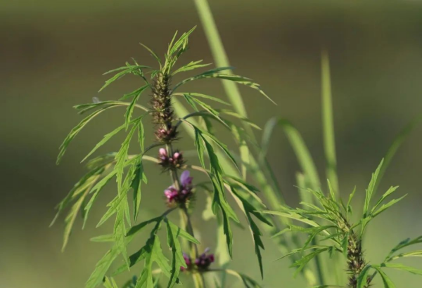 廿四节气 | 小满即安，健脾化湿，不惧长夏