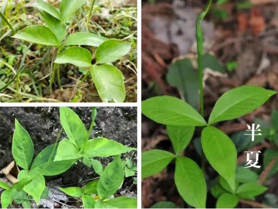 本草合集｜湖湘地区常见野生中草药（三）